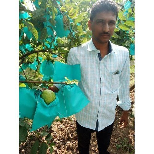 Suvarna Guava Plants, Naturally Grown, Finely Cultivated, Free From Plant Diseases, A Grade Quality