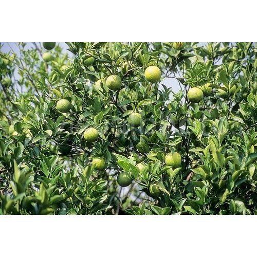 Sweet Lime Fruit Organic Plants, Naturally Grown, Free From Plant Diseases, A Grade Quality