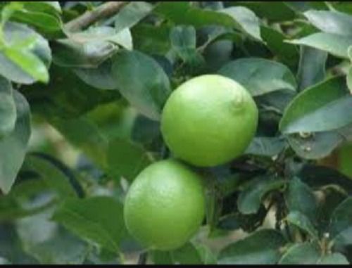 Green Wide Array Of Seedless Lemon Tissue Culture Plants Services, Optimum Quality