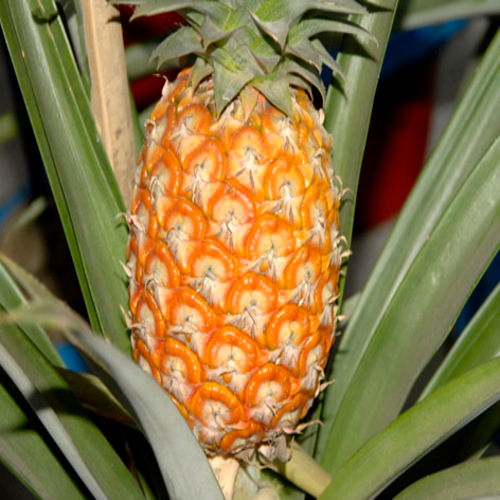 Juicy Healthy Delicious Sweet and Sour Natural Fresh Pineapple