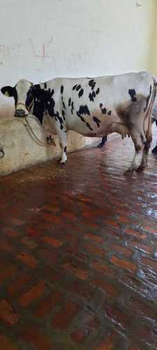 Live Holstein Friesian Cow For Dairy Farm