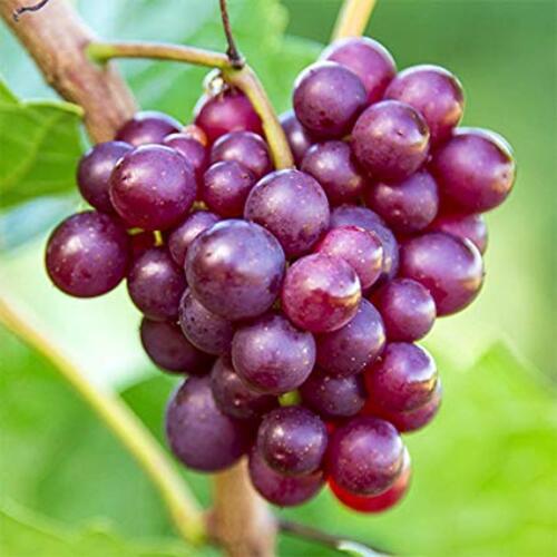 Calories 67Kcal Protein 0.6g Juicy Fresh Natural Sweet Taste Healthy Fresh Black Grapes