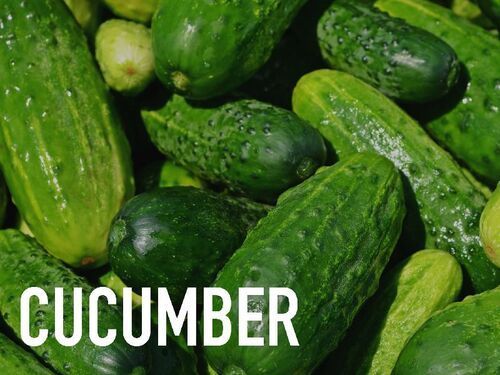 Natural Fresh Cucumber for Food