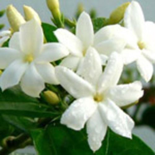Natural Soft Attractive White Fresh Cut Jasmine Flowers
