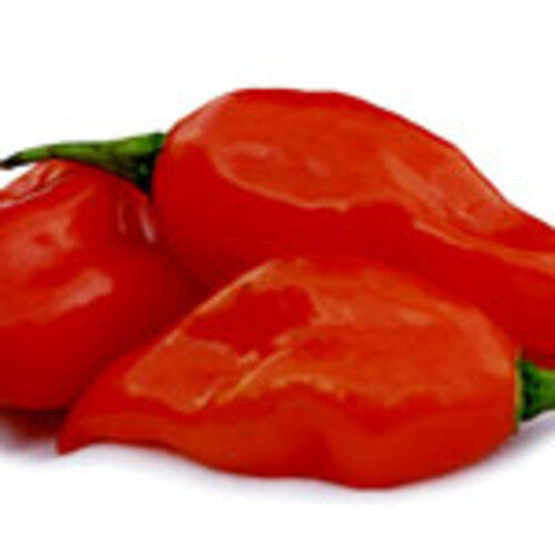 Spicy Natural Taste Dried Red Bhut Jolokia Chilli