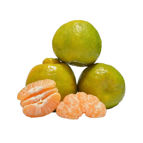 Sweet Juicy Natural Taste Healthy Organic Fresh Nagpur Orange
