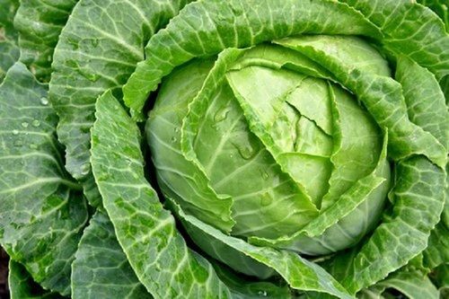 Solid 100% Fresh And Natural Cabbage Used For The Preparation Of Various Delicious Dishes, A Grade Quality, Green Color