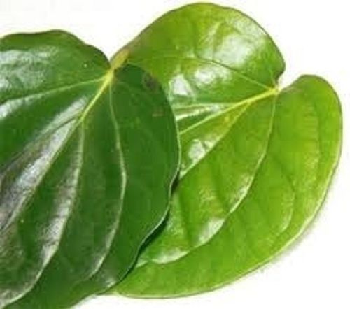 Betel Leaves (Pan), 100% Fresh And Natural, Good Quality, Without Polish, Natural Taste, Green Color