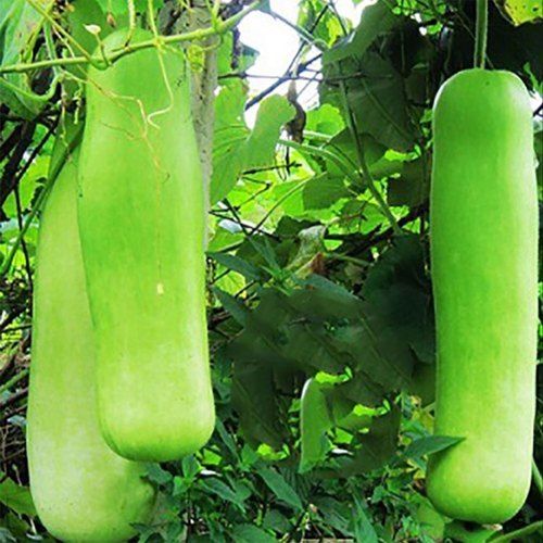 Solid Green Bottle Gourd, Top Quality, Fresh And Natural, Without Polish, No Preservatives