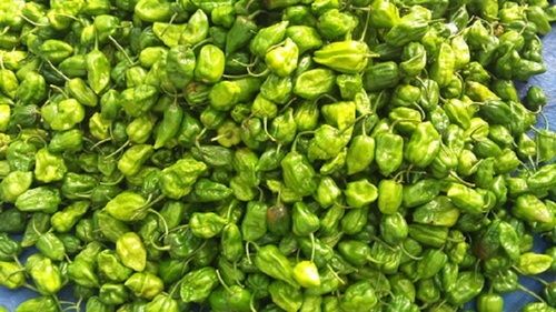 Solid Green Capsicum (Naga Chilli), 100% Fresh And Natural, Natural Taste, Top Quality