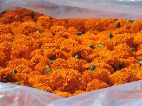 Marigold Flower, 100% Fresh And Natural, High Quality