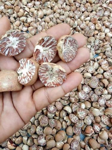 8% नमी और 95% शुद्धता के साथ भूरे प्राकृतिक सूखे सुपारी, आकार 2- 3 सेमी