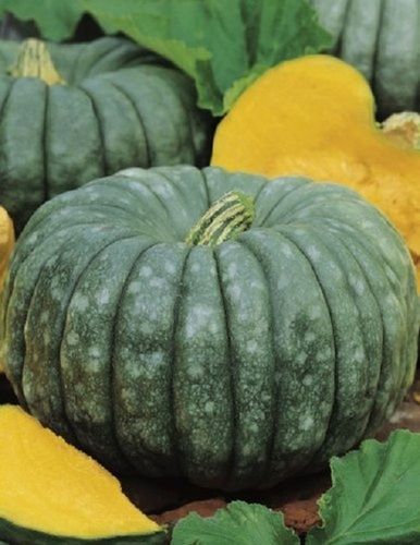 Premium Quality Pumpkin, 100% Fresh And Natural, Natural Taste, Easily Digested, Green Color