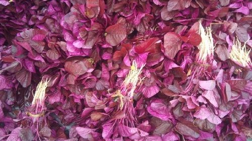 Leaf Red Spinach (Lal Sag) Used For The Preparation Of Various Delicious Dishes, Fresh Quality, Natural Color