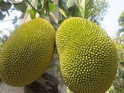 Round Ripe Green Jackfruit, 100% Fresh And Natural, 100% Fresh And Natural, Natural Color, Natural Color