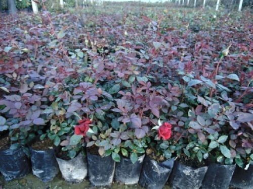 Rose Plant, Finely Cultivated, Naturally Grown, Free From Plant Diseases, A Grade Quality