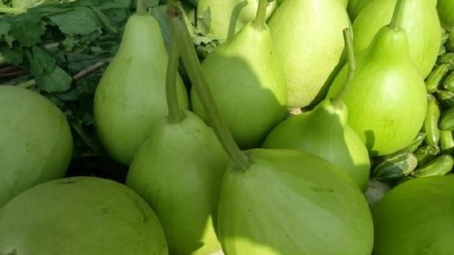 Round Bottle Gourd (Kodu), Premium Quality, 100% Natural And Fresh, High Nutrient Content, Green Color