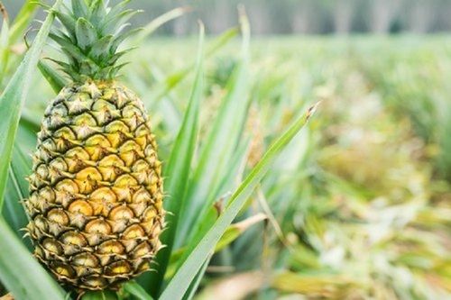 Trusted Quality Pineapple, Fresh And Healthy, Natural Taste, Natural Color, High In Energy