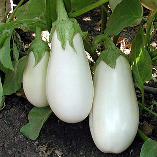 Solid White Brinjal For Cooking Uses, Without Polish, Good Quality, No Side Effects