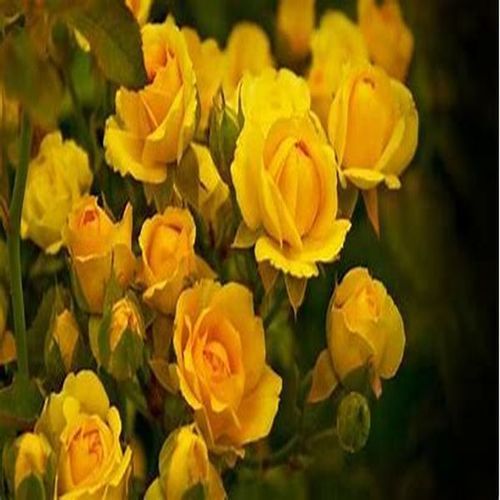  सुंदर आकर्षक नरम अच्छी खुशबू प्राकृतिक ताजा गुलाब का फूल