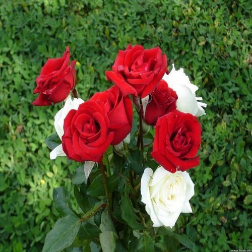  अच्छी खुशबू आकर्षक नरम प्राकृतिक ताजा गुलाब का फूल 