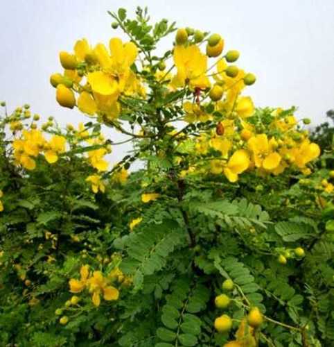 Yellow Color Tanners Cassia 