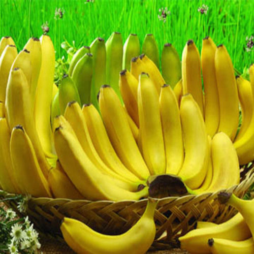 Healthy and Nutritious Absolutely Delicious Organic Yellow Fresh Banana