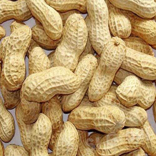 Long Shelf Life Good In Taste Natural Healthy Shelled Groundnuts Grade: Food Grade