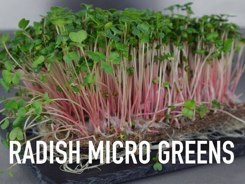 Natural Fresh Radish Microgreens