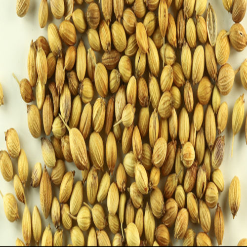 Purity 99.9% Natural Taste Healthy Dried Brown Coriander Seeds
