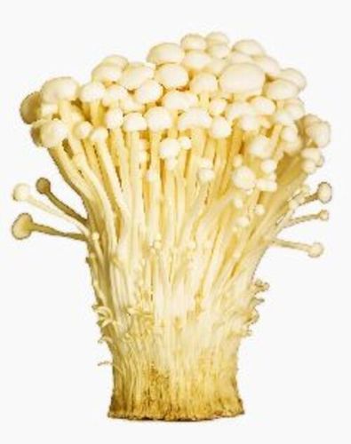 Natural Fresh Enokitake Mushrooms