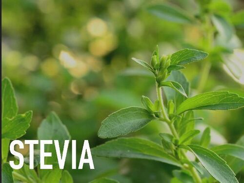 Natural Fresh Green Stevia Leaves