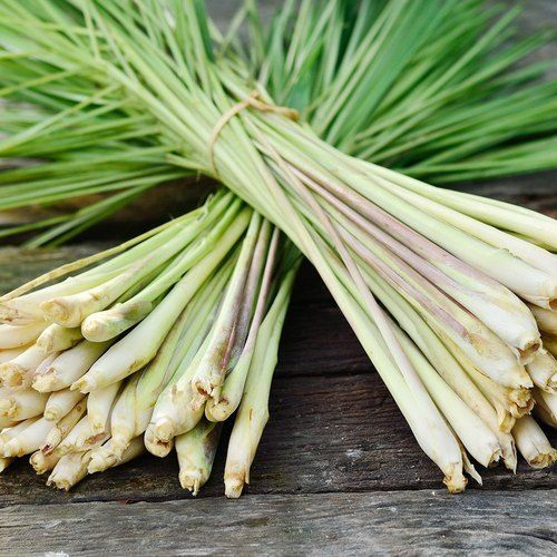 Natural Fresh Lemongrass for Cooking