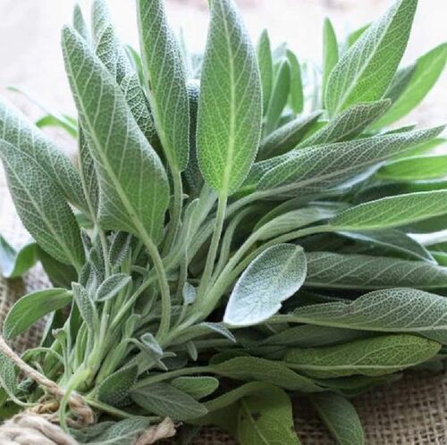 Natural Green Fresh Sage Size: Standard