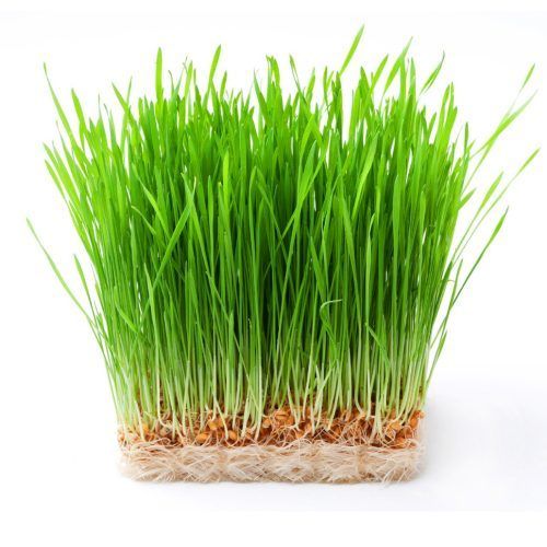Natural Green Fresh Wheatgrass