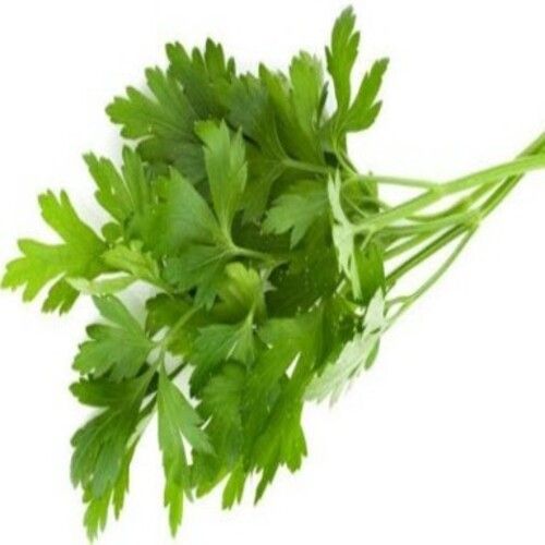 Nice Aroma Purity 100% Healthy Organic Fresh Green Coriander Leaves