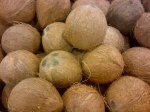 Natural Brown Husked Coconut