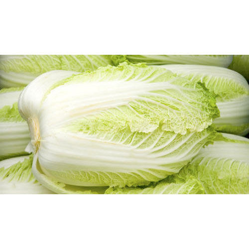 Organic Healthy Natural Taste Fresh Green Chinese Cabbage