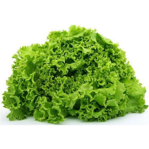 Rich Natural Taste Healthy Organic Fresh Green Lettuce