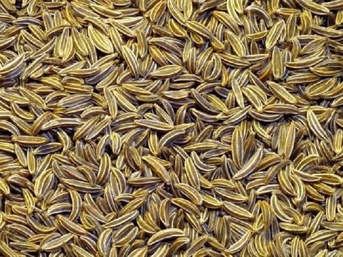 cumin seed