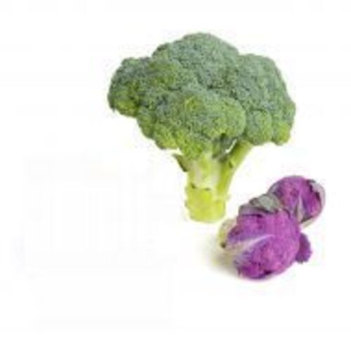 Excellent Quality Fine Taste Organic Green Fresh Broccoli