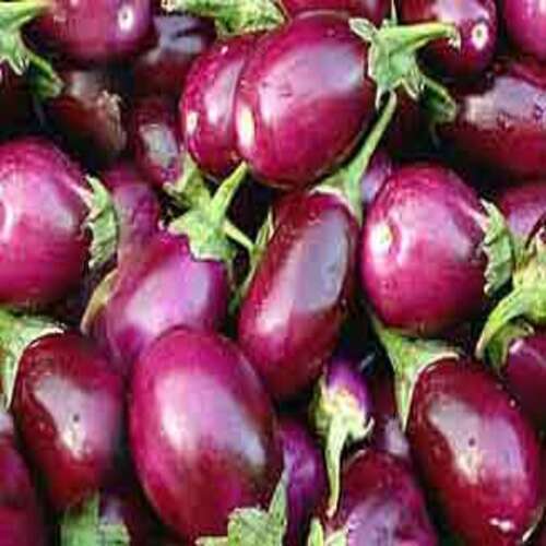 Fine Delicious Taste and Healthy Purple Fresh Brinjal