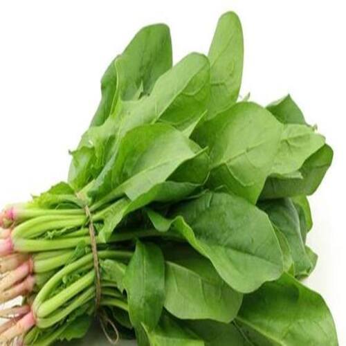 Good Taste Natural and Healthy Green Fresh Spinach