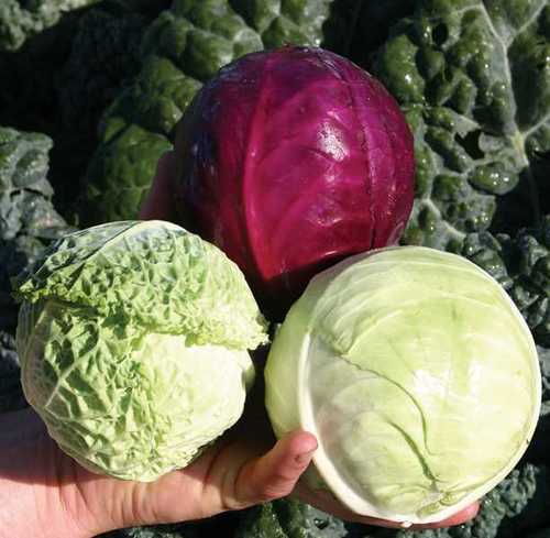 Hybrid Eco Friendly Healthy Natural Taste Fresh Cabbage