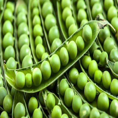 Maturity 98% Healthy Nutritious Delicious Natural Taste Fresh Green Peas