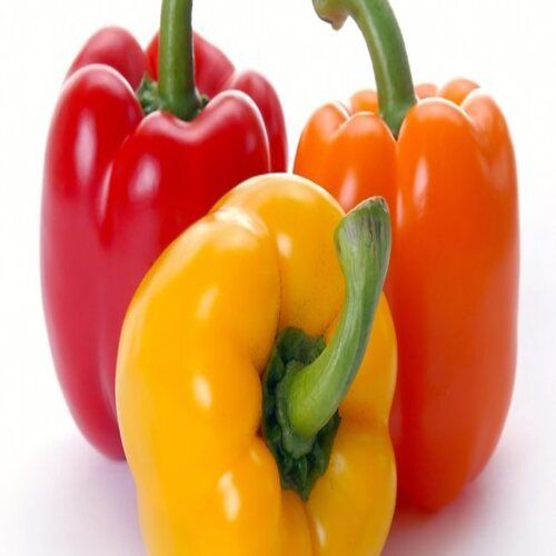 Organic Healthy Natural Taste Fresh Red Green And Yellow Capsicum at ...
