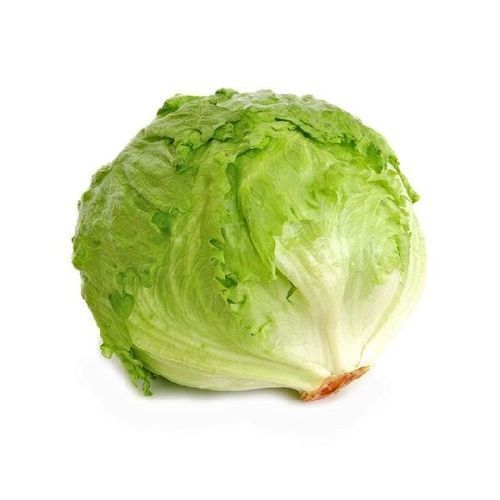 Pesticide Free Natural Taste Healthy Organic Green Fresh Iceberg Lettuce