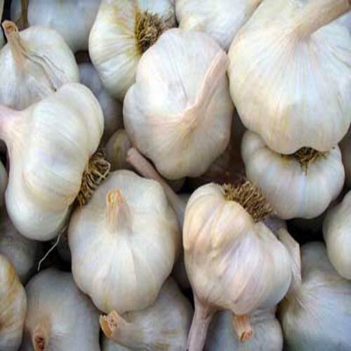 Rich In Taste Natural Healthy White Fresh Garlic