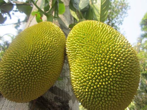 Rich in Taste Nutritious Healthy Natural Green Fresh Jackfruit