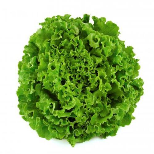 Rich Natural Taste Healthy Organic Green Fresh Lettuce Leaf